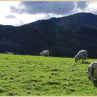 sheep in Little langdale