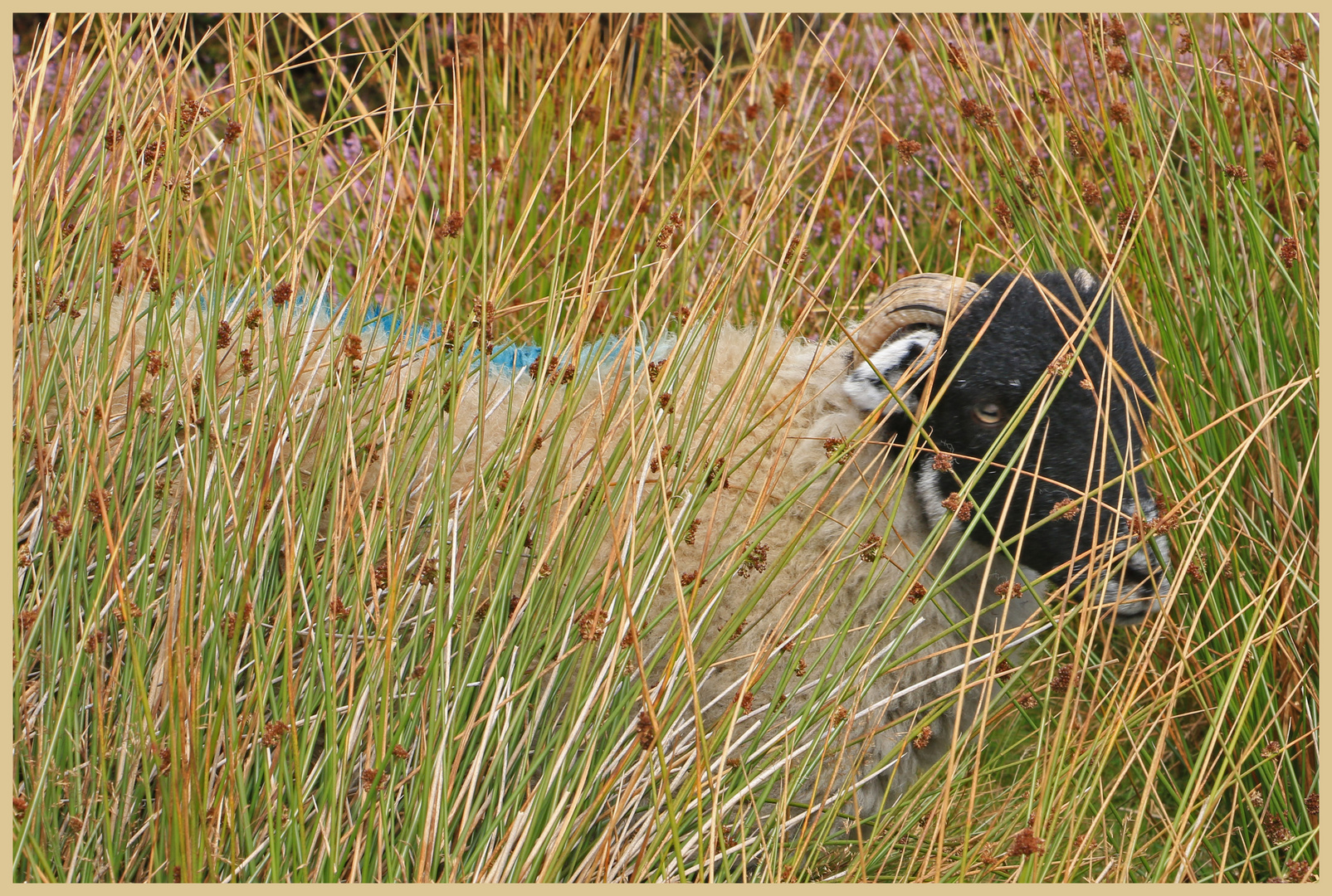 sheep in long grass in farndale