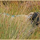 sheep in long grass in farndale