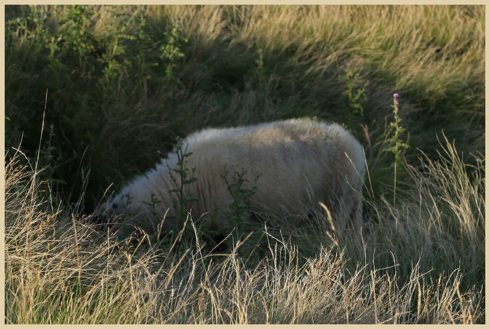 sheep in rosedale 2