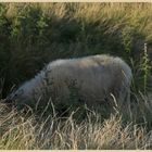 sheep in rosedale 2