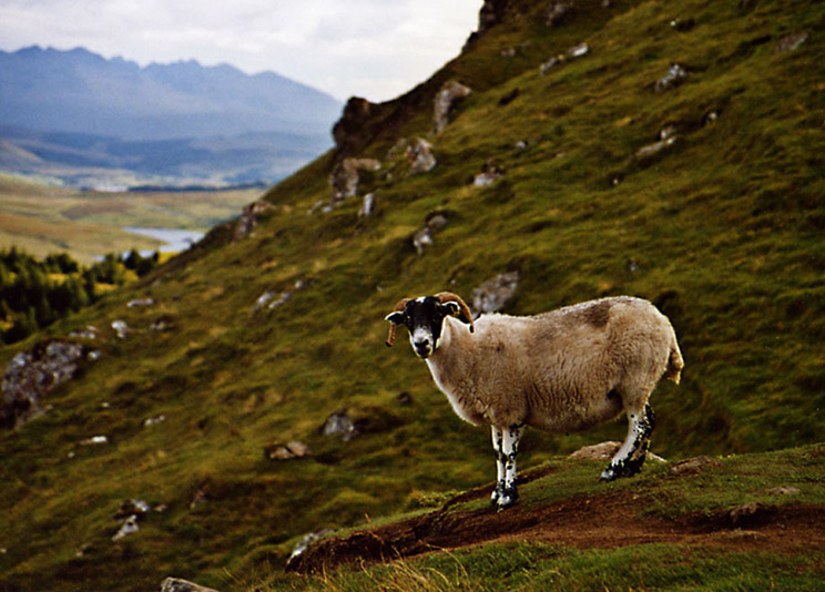 Sheep in Scotland