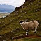 Sheep in Scotland