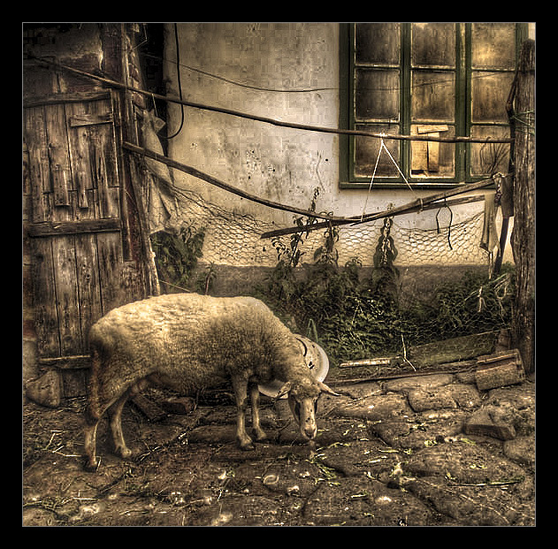 sheep in sepia