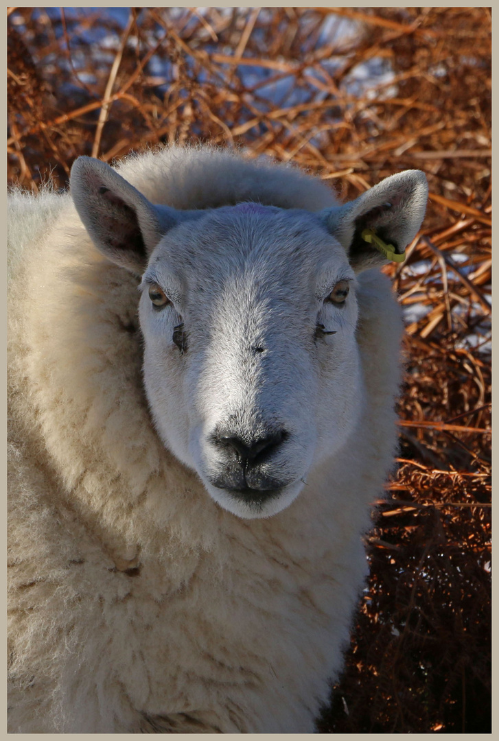 sheep in the college valley 11