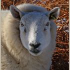 sheep in the college valley 11