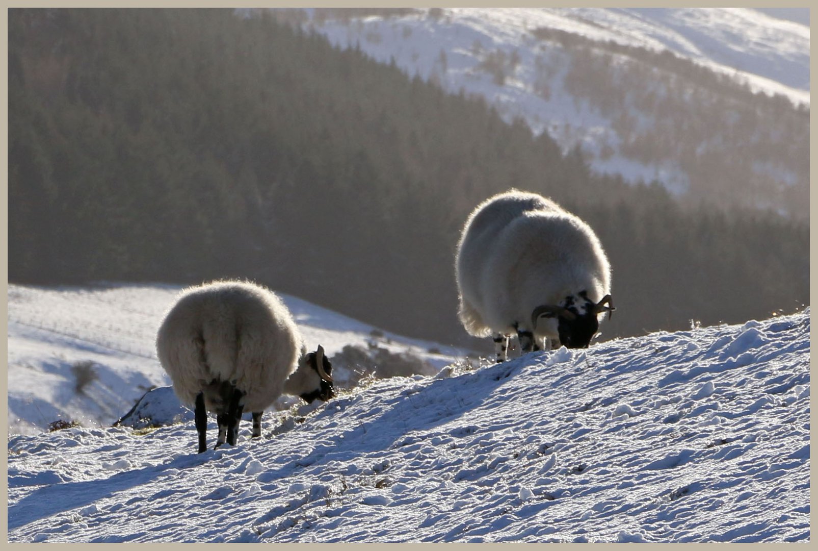 sheep in the college valley 12b