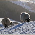 sheep in the college valley 12b