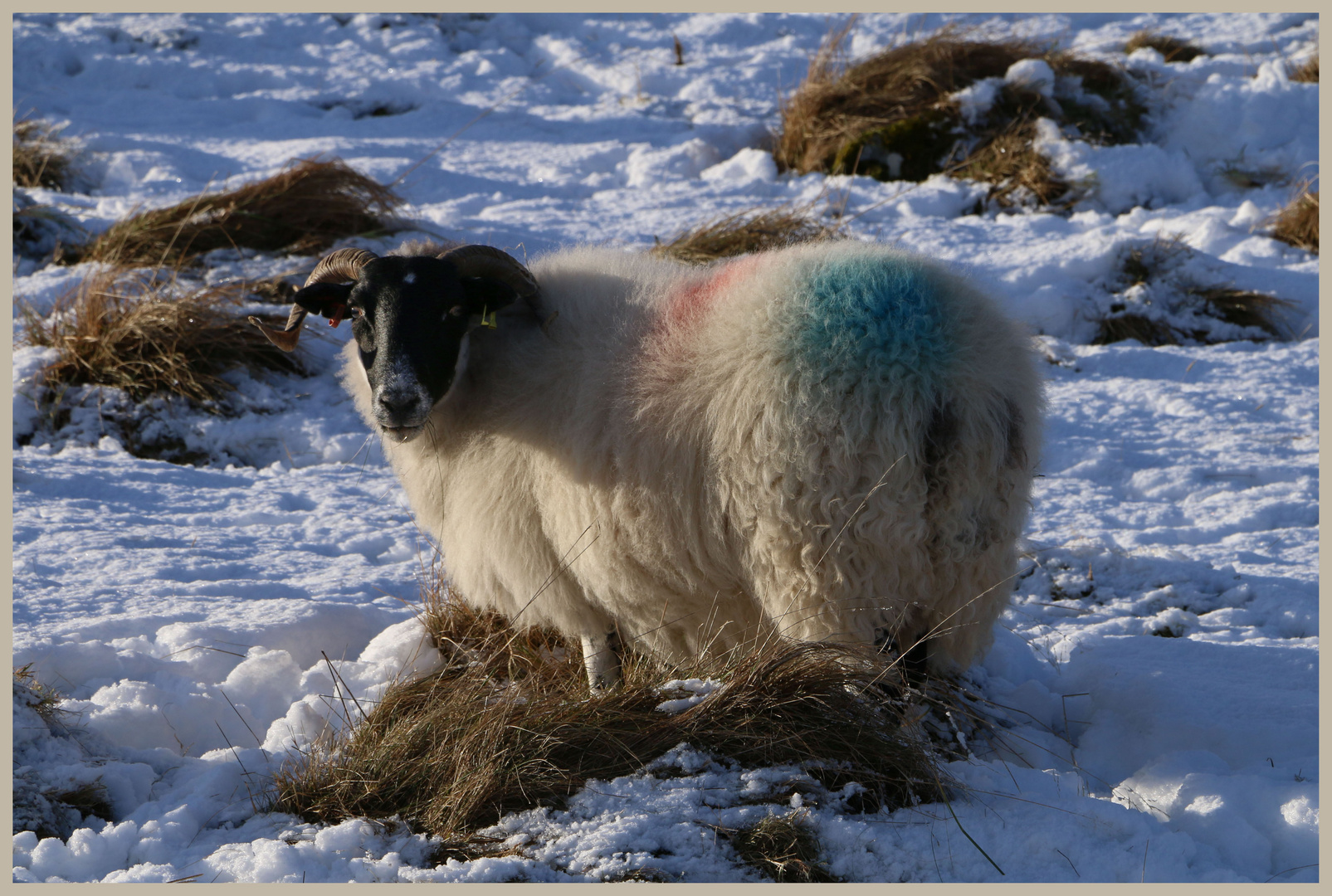 sheep in the college valley 13