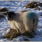 sheep in the college valley 13