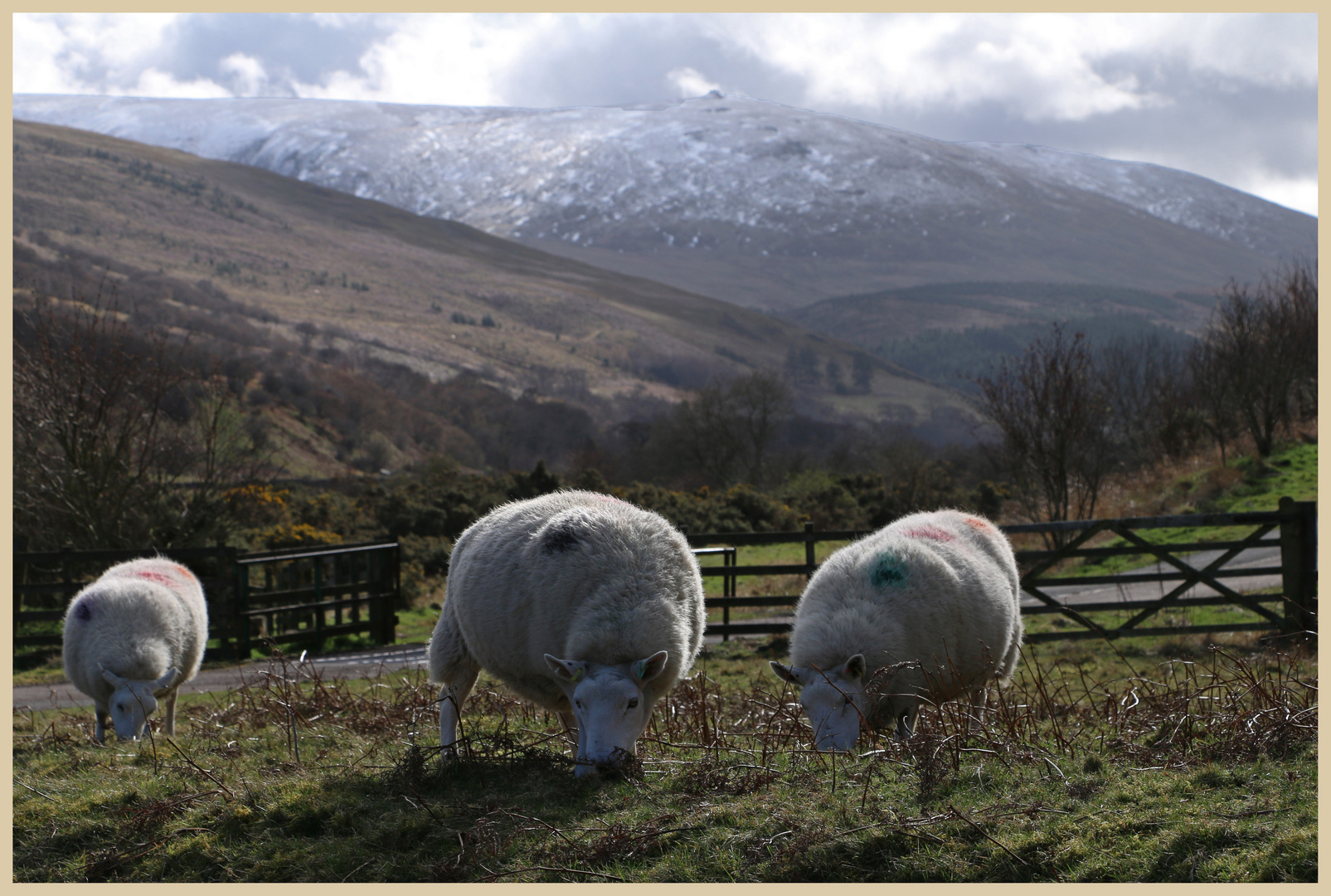 sheep in the college valley 2