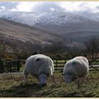 sheep in the college valley 2