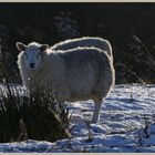 sheep in the college valley 21