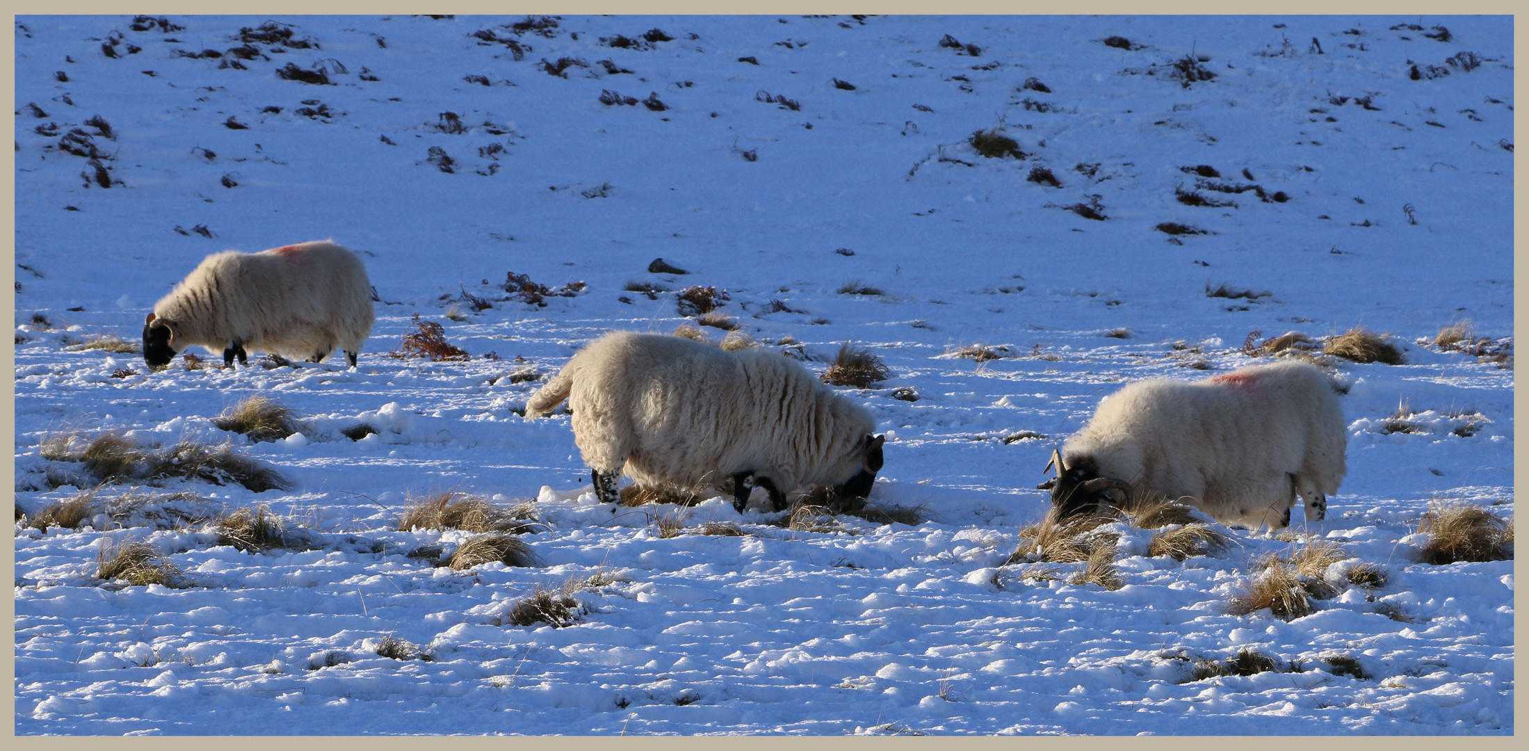 sheep in the college valley 26