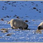 sheep in the college valley 26