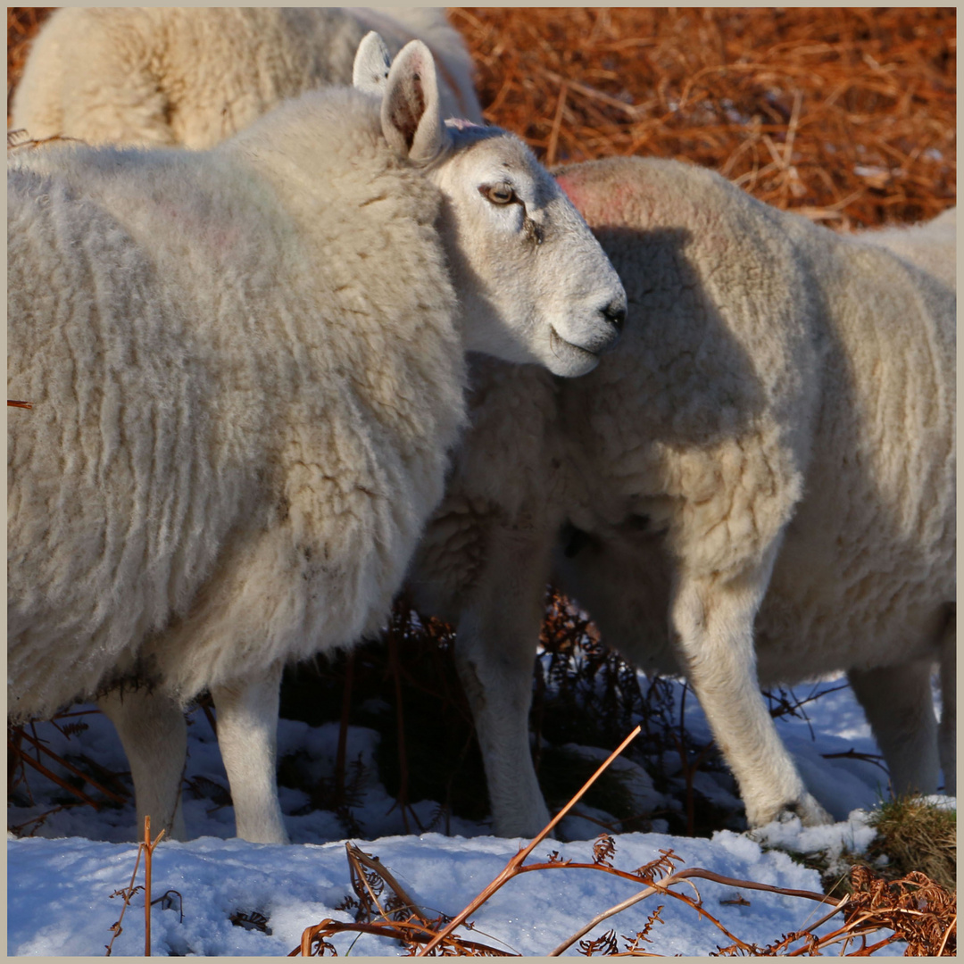 sheep in the college valley 4