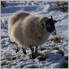 sheep in the college valley 6b