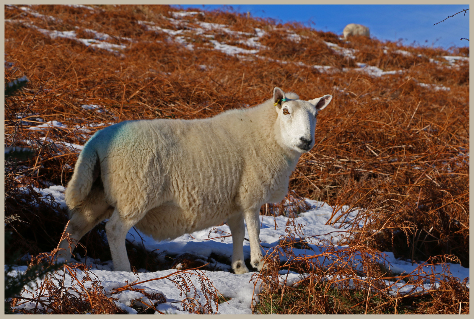 sheep in the college valley 7