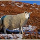 sheep in the college valley 7