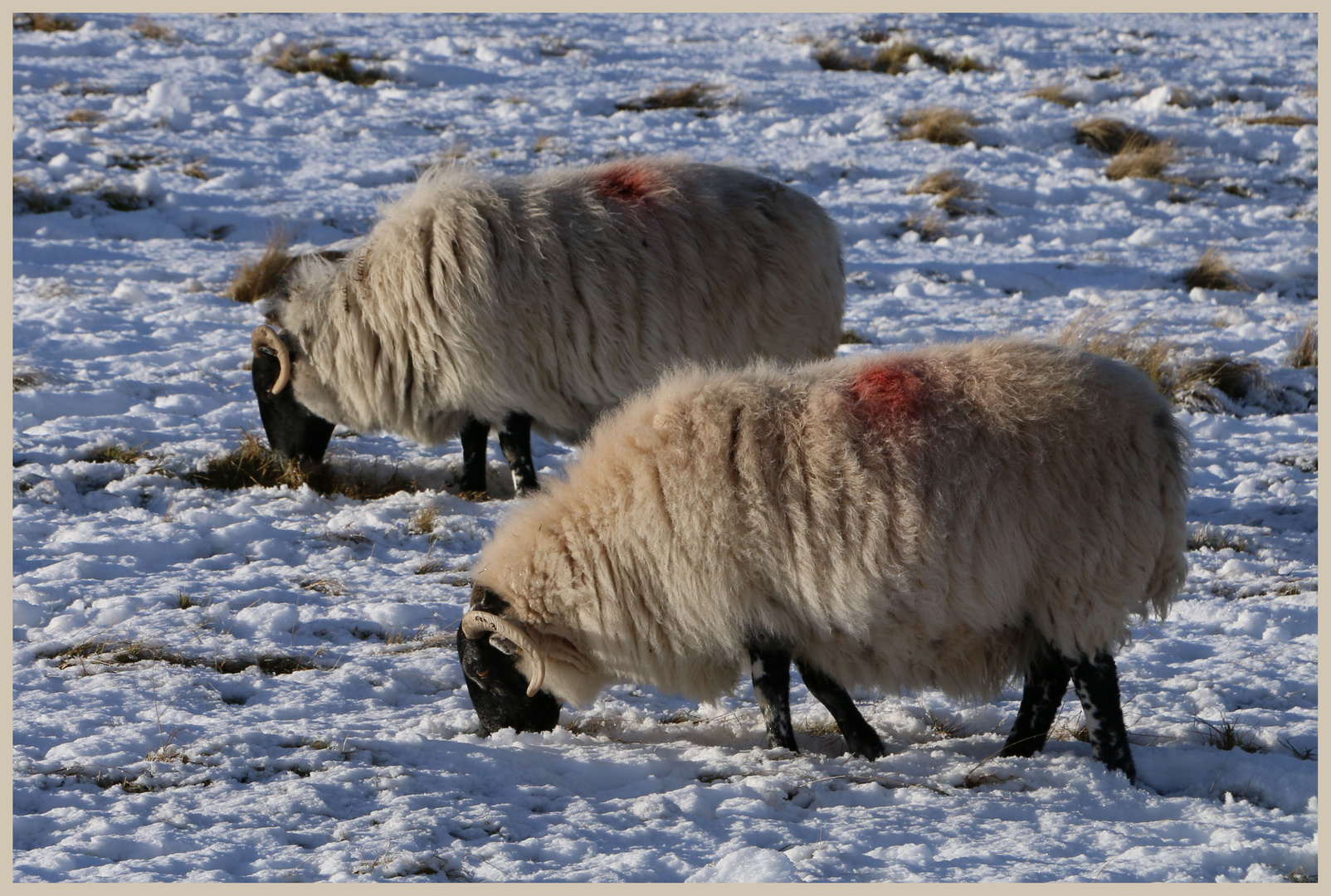 sheep in the college valley