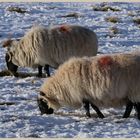 sheep in the college valley