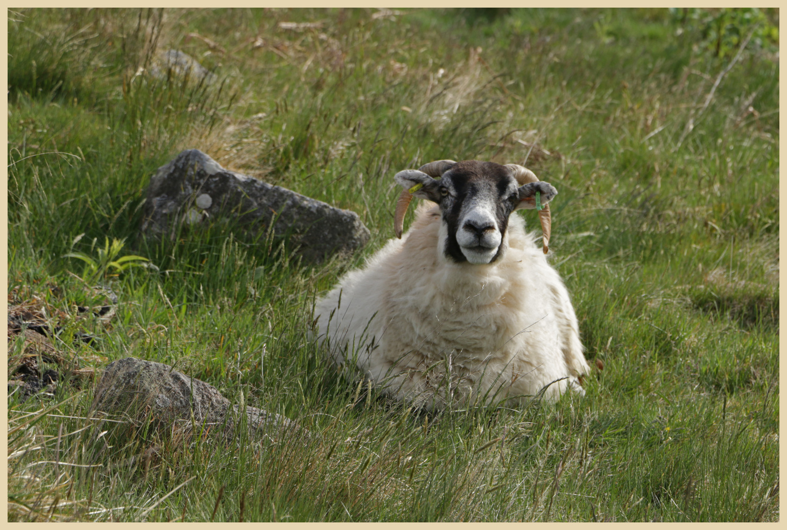 sheep in the college valley