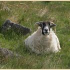 sheep in the college valley