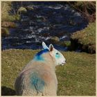 sheep in the college valley