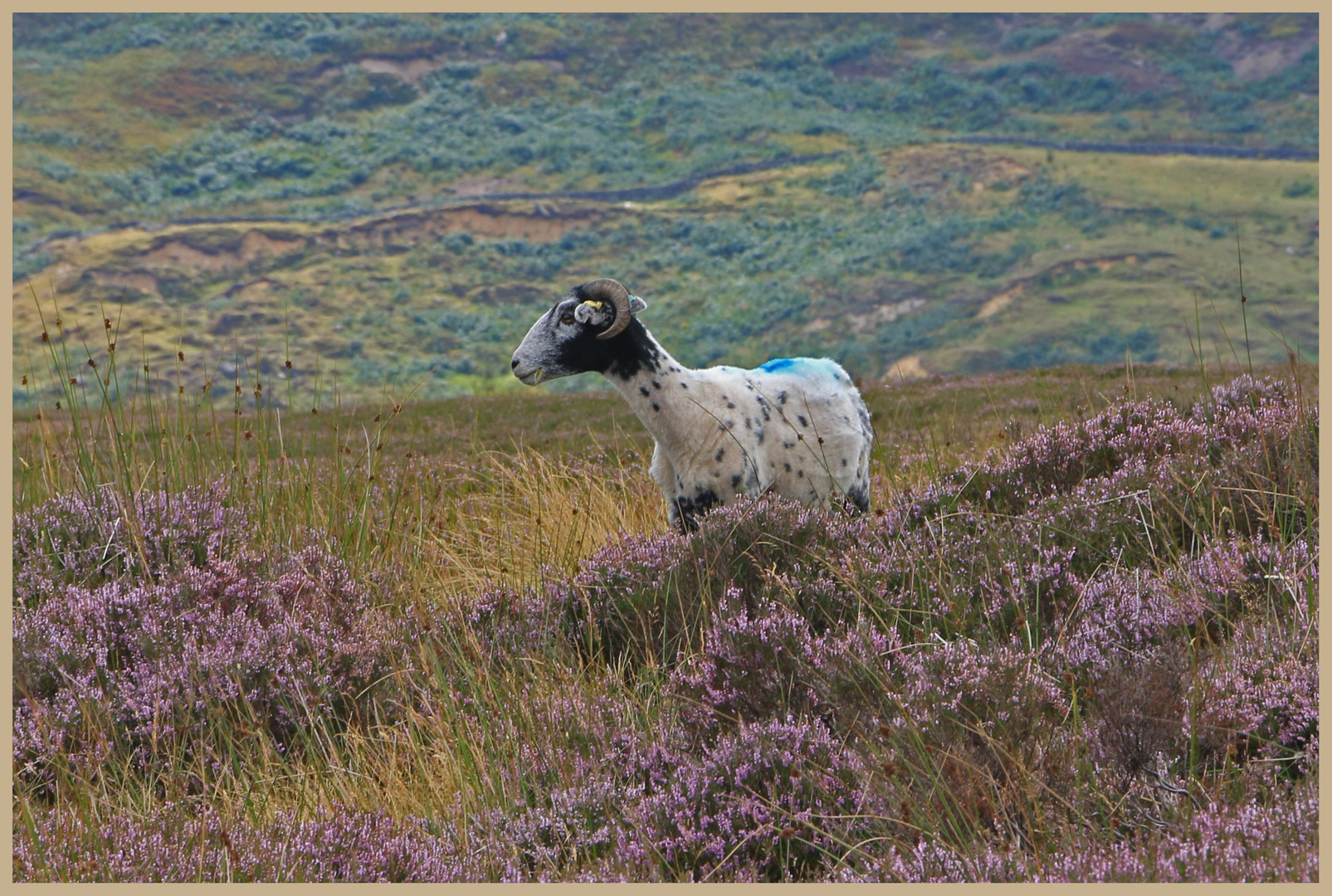 sheep in the heather in farndale