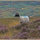 sheep in the heather in farndale