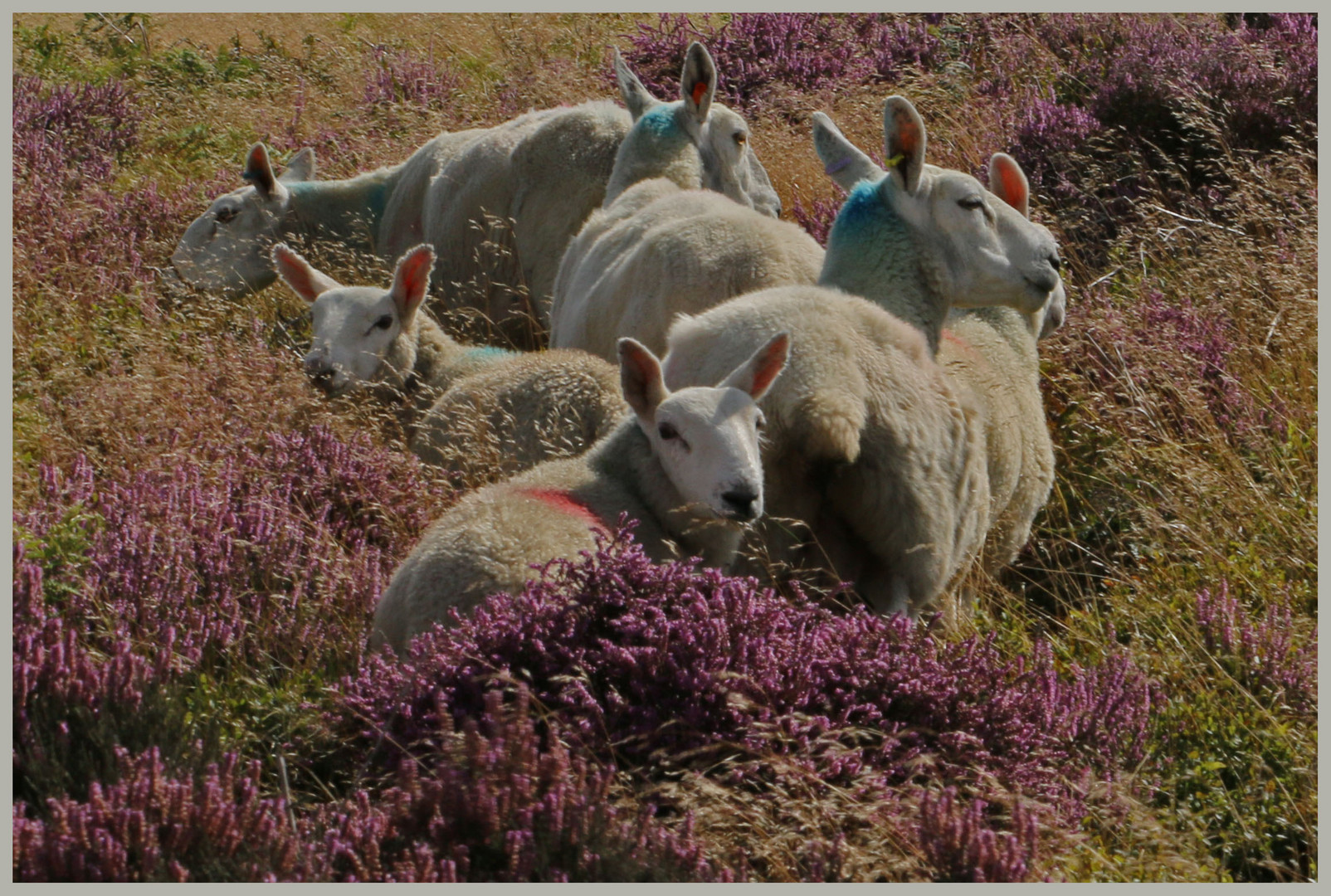 sheep in the heather in westerdale