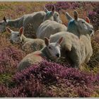 sheep in the heather in westerdale