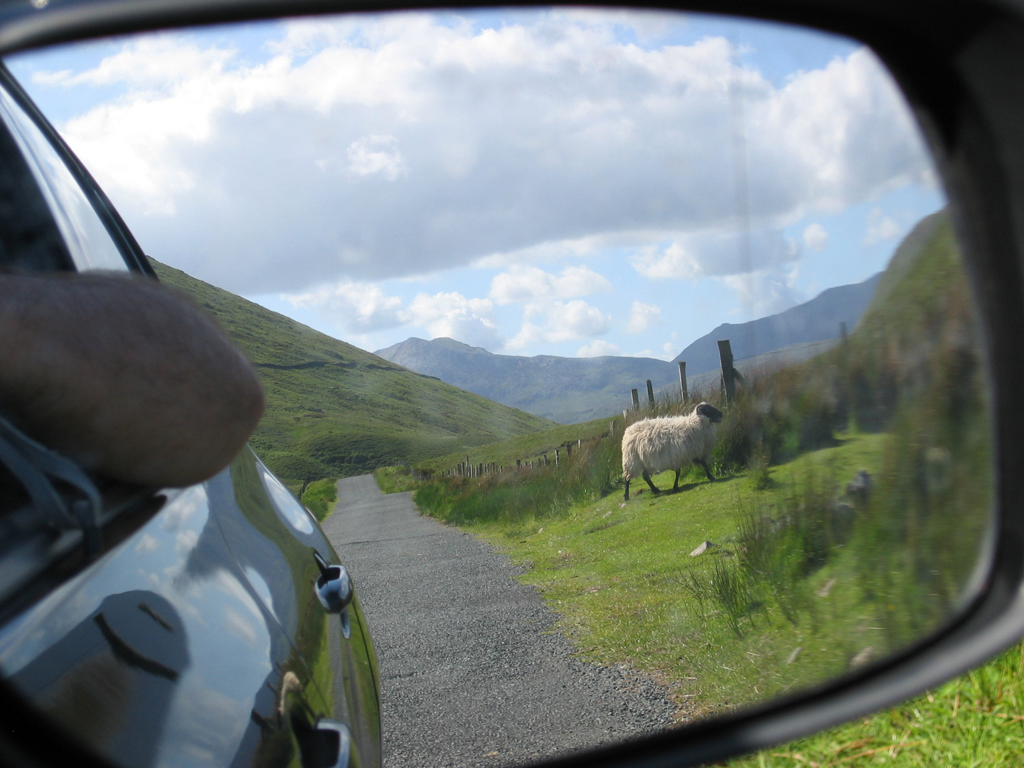Sheep in the mirror
