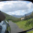 Sheep in the mirror