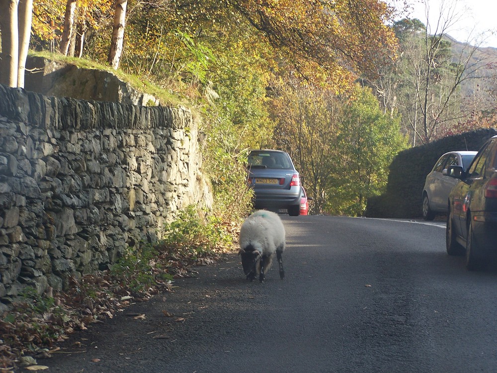 sheep in the road