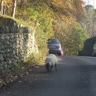 sheep in the road