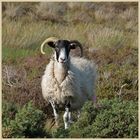 sheep in westerdale 3