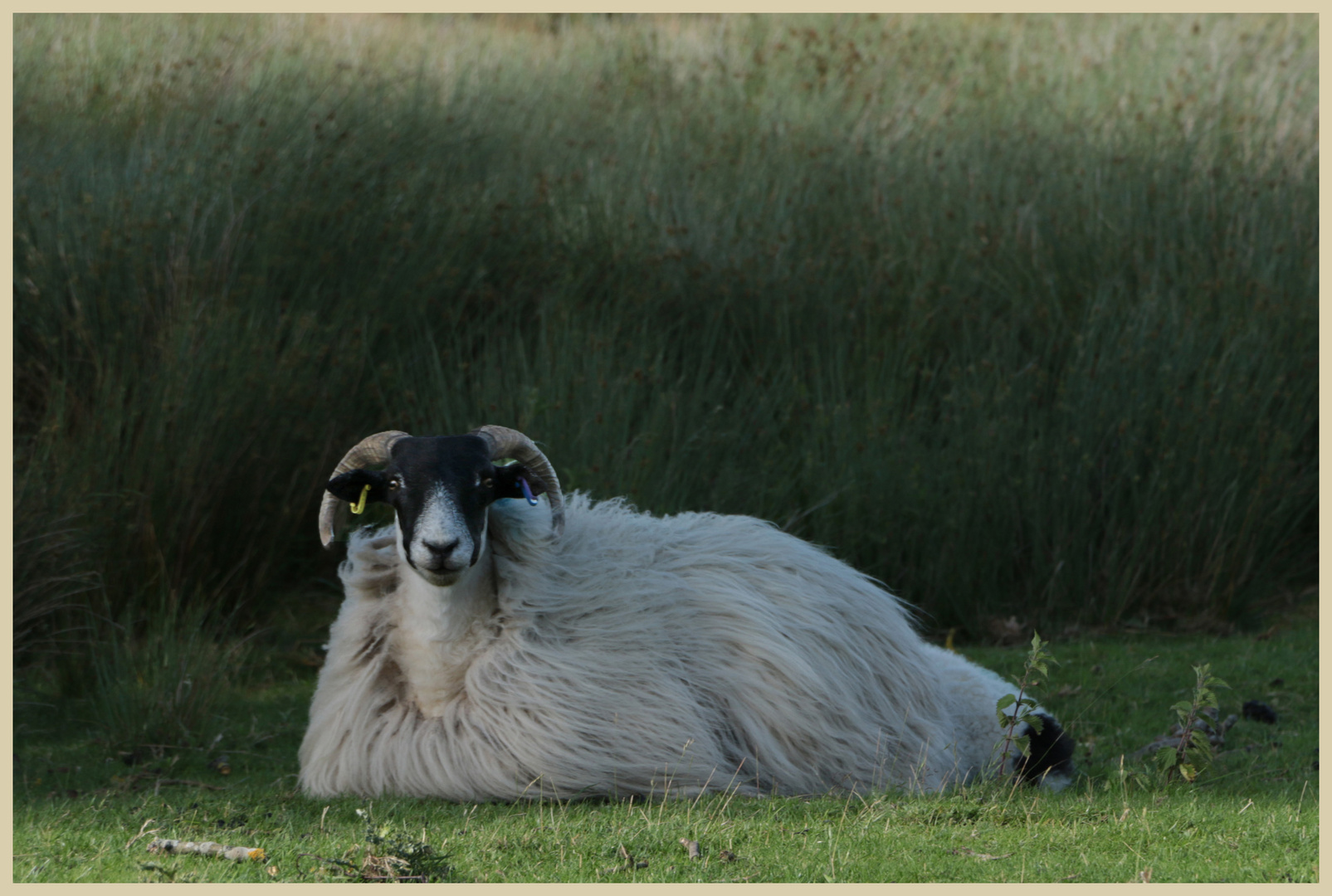 sheep in westerdale 4