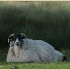 sheep in westerdale 4