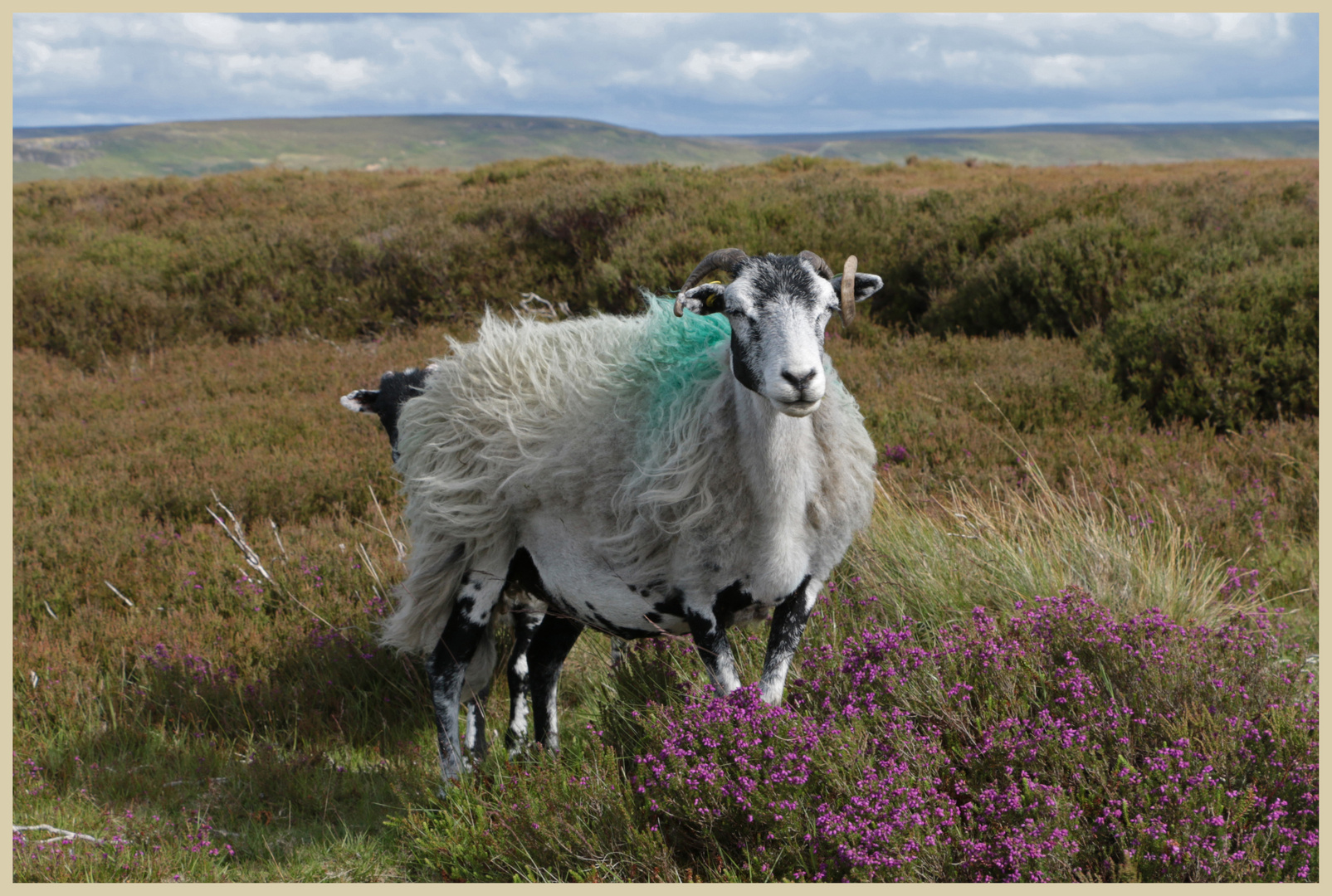 sheep in westerdale 7