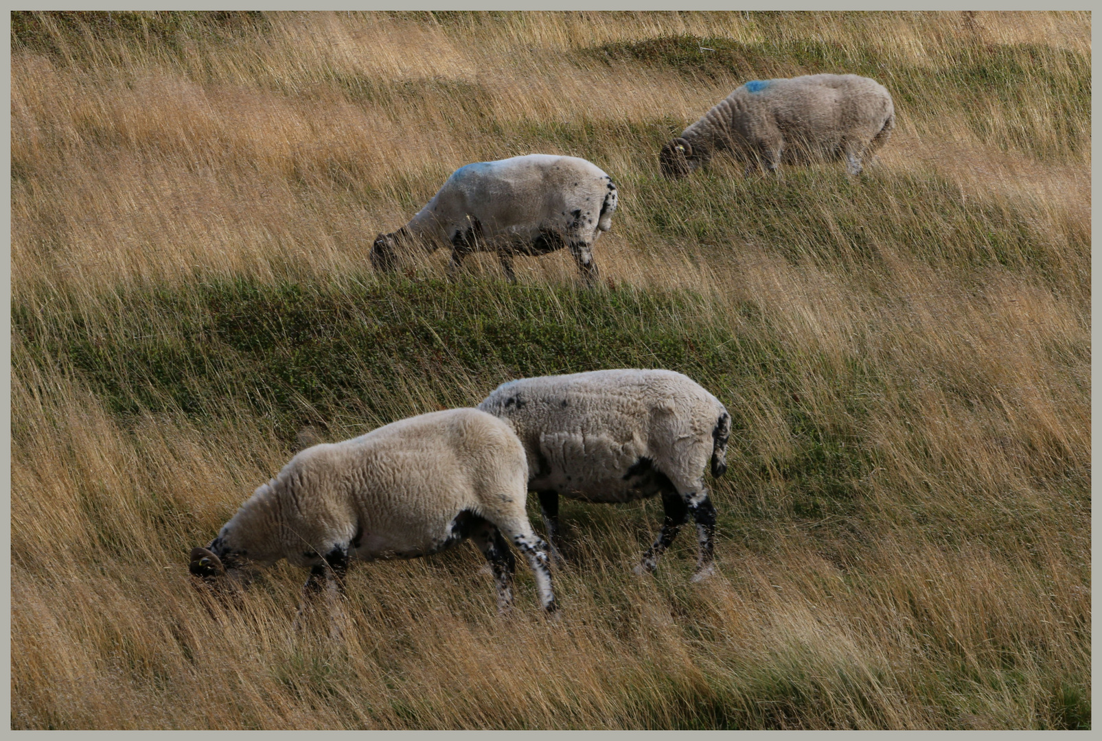 sheep in westerdale North Yorkshire