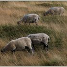 sheep in westerdale North Yorkshire