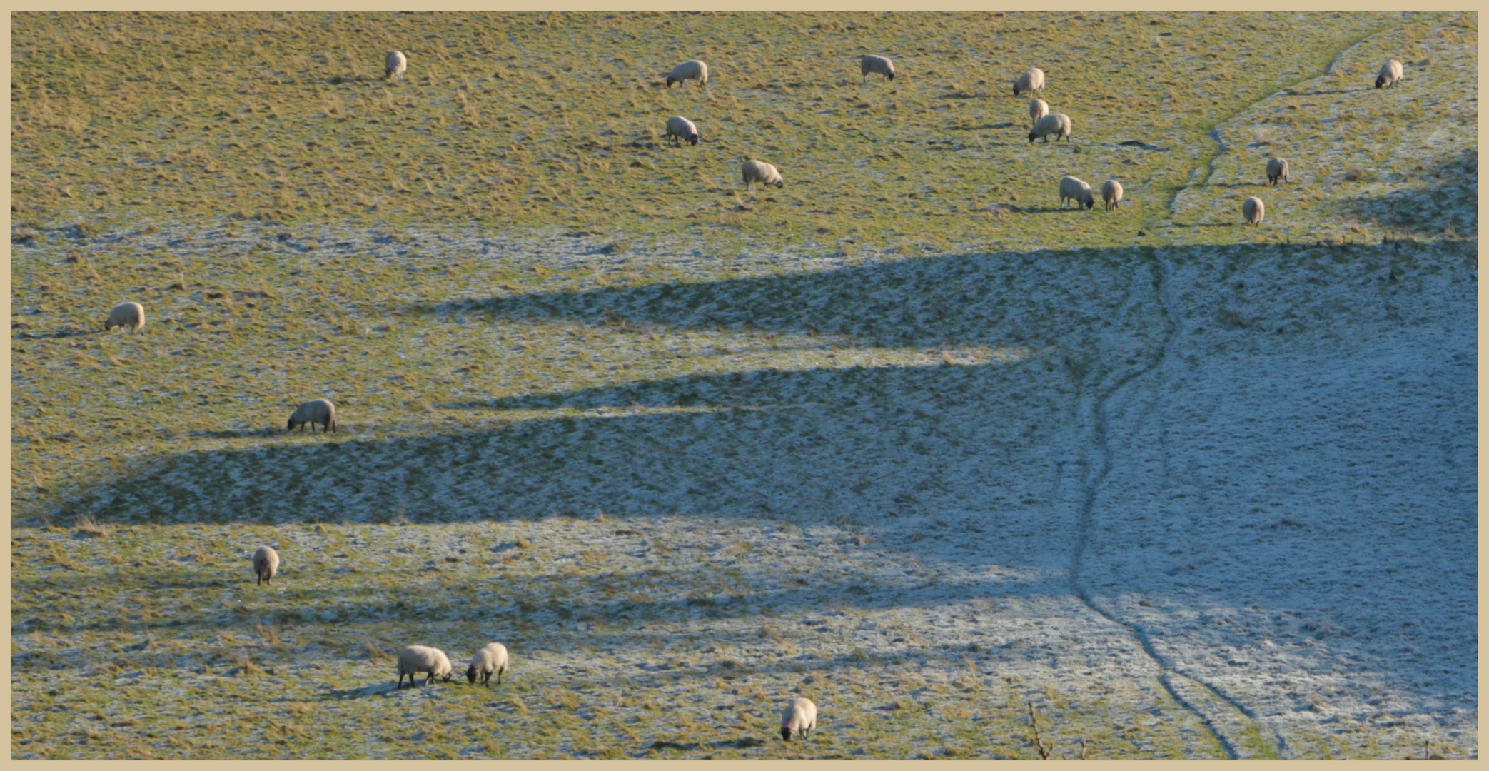 sheep in winter 6