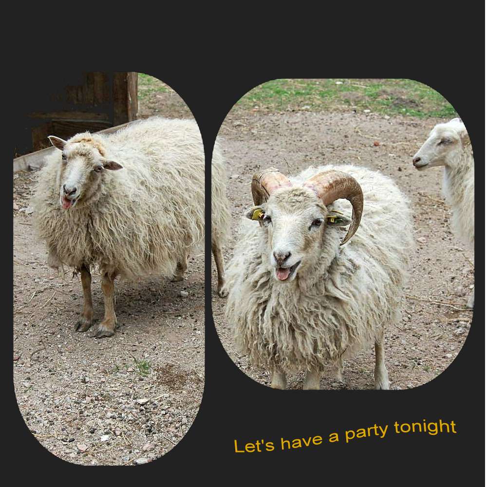 sheep , just wanna have fun