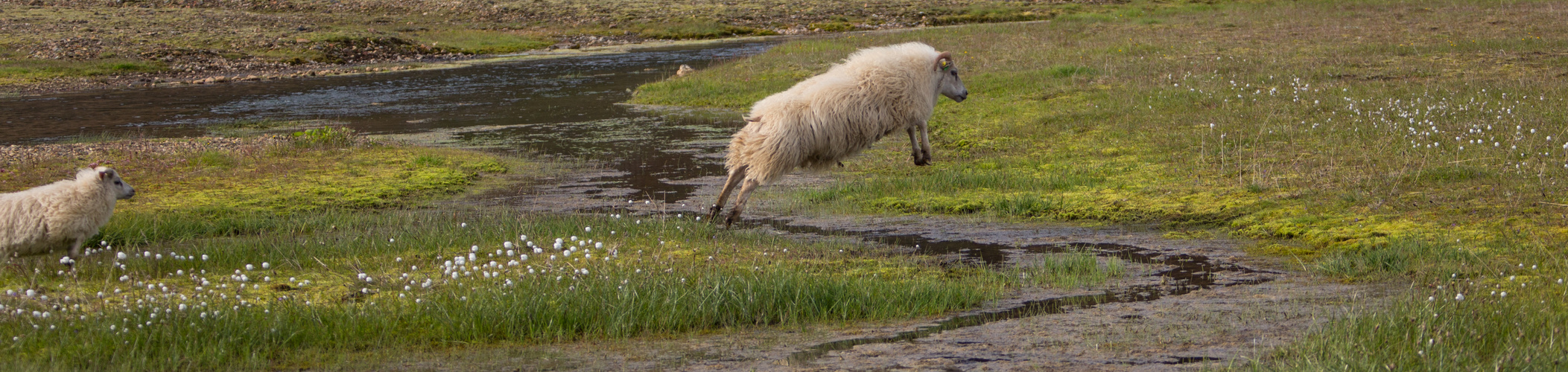 Sheep Juuuuuuummmmpppp