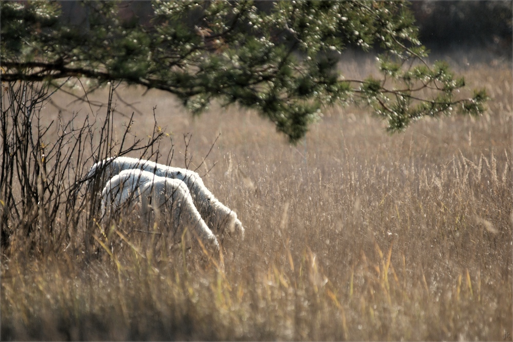 sheep-line