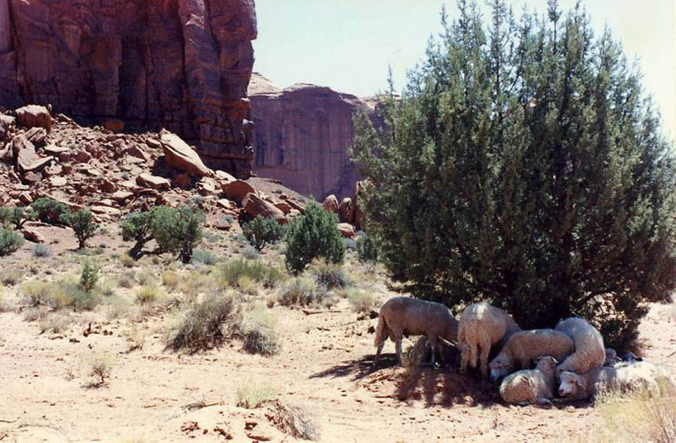 Sheep may safely laze