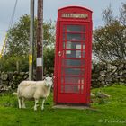 Sheep meets British Telecom