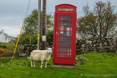 Sheep meets British Telecom