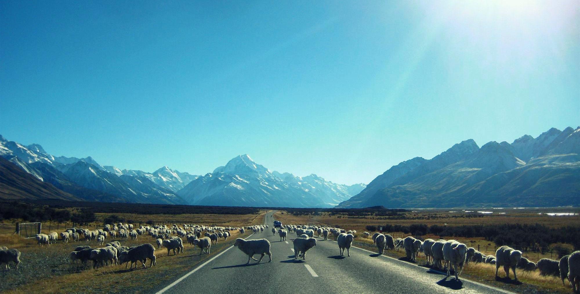 Sheep - Mt. Cook - New Zealand